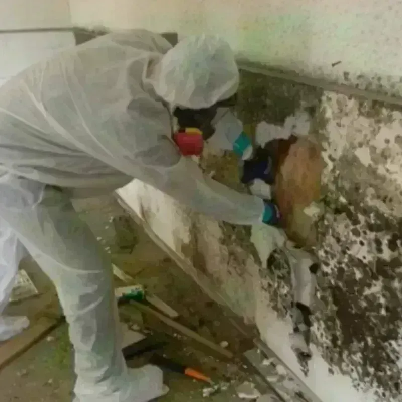 Mold Remediation and Removal in Monroe, WI